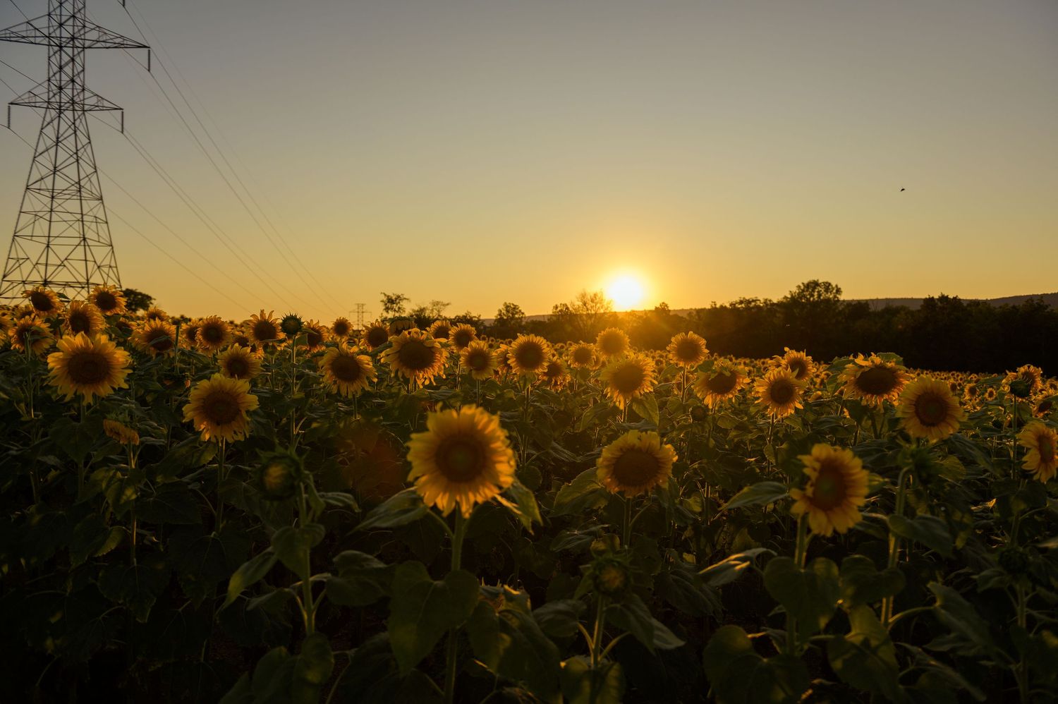 Bright yellow sunflower field stretches to the horizon against a golden sunset sky with power lines in silhouette.