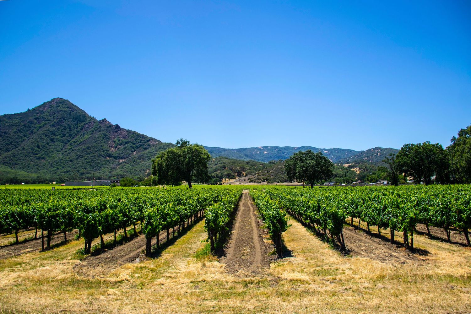 Rows of grapevines stretch toward mountains under bright blue sky in a California vineyard.