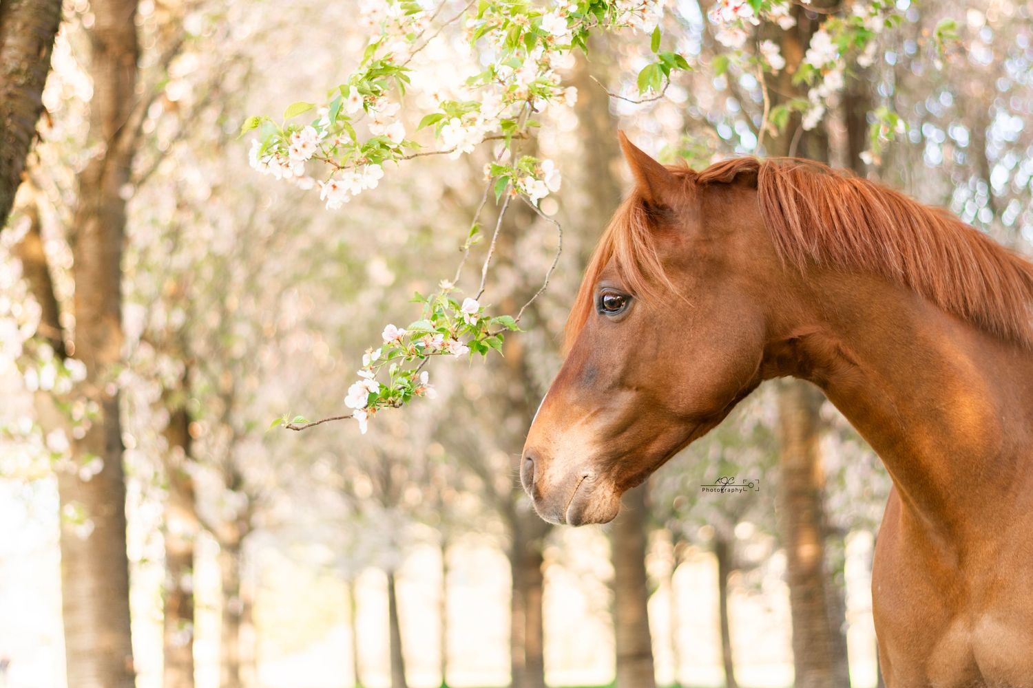 Romantische paardenfotografie in Gelderland. Fotoshoot met paard tussen de bloesembomen