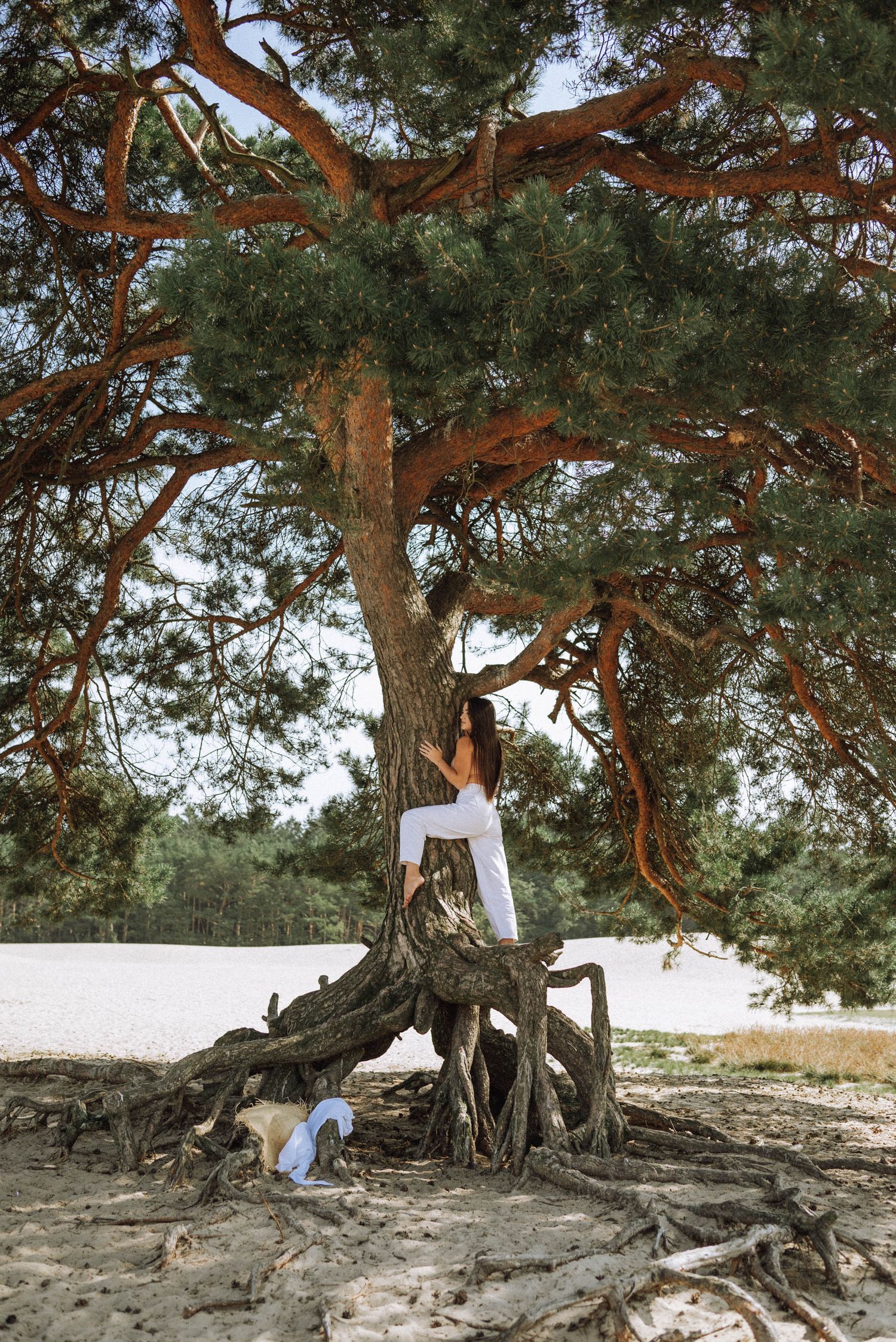 A large pine tree with exposed roots on a sandy beach with someone climbing its trunk.