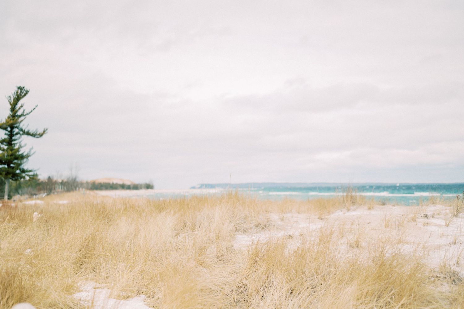 A snowy beach landscape with golden beach grass and evergreen trees along the shore under an overcast winter sky.