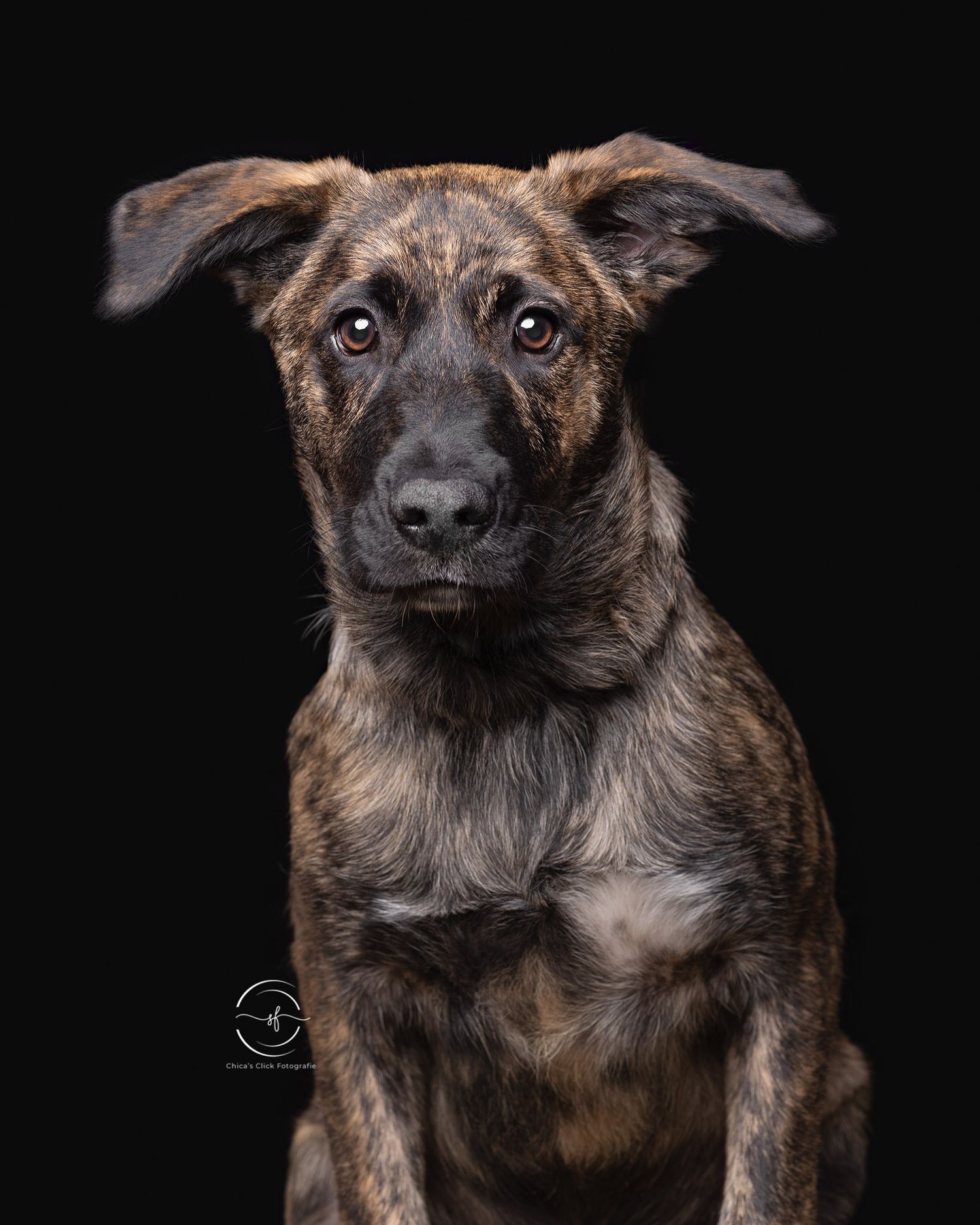 Brindle mixed breed dog with floppy ears sitting against a black background in a professional studio portrait.