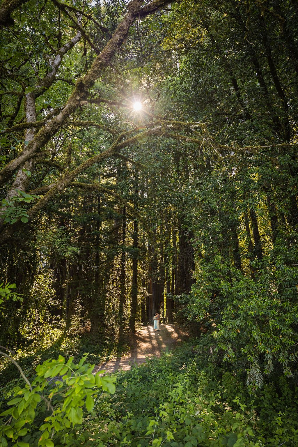 Sunlight filters through lush green forest trees onto a winding dirt path in a dense woodland setting.