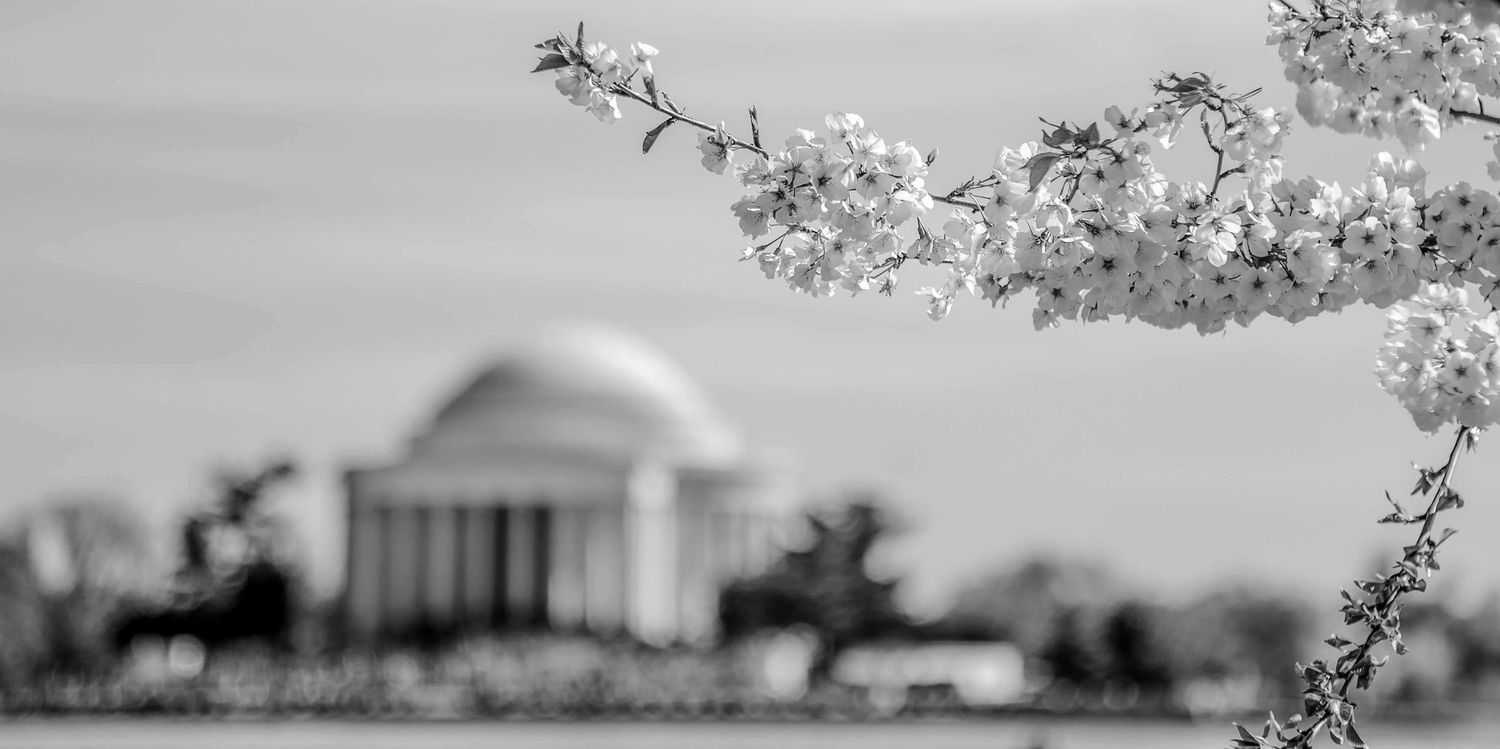 Cherry blossom trees line a path under bright blue skies on a beautiful spring day in Washington DC.