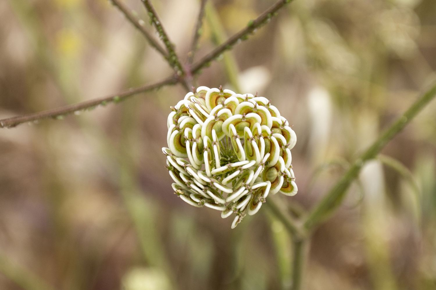 White Queen Anne's Lace wildflowers bloom delicately against a soft blurred natural background.
