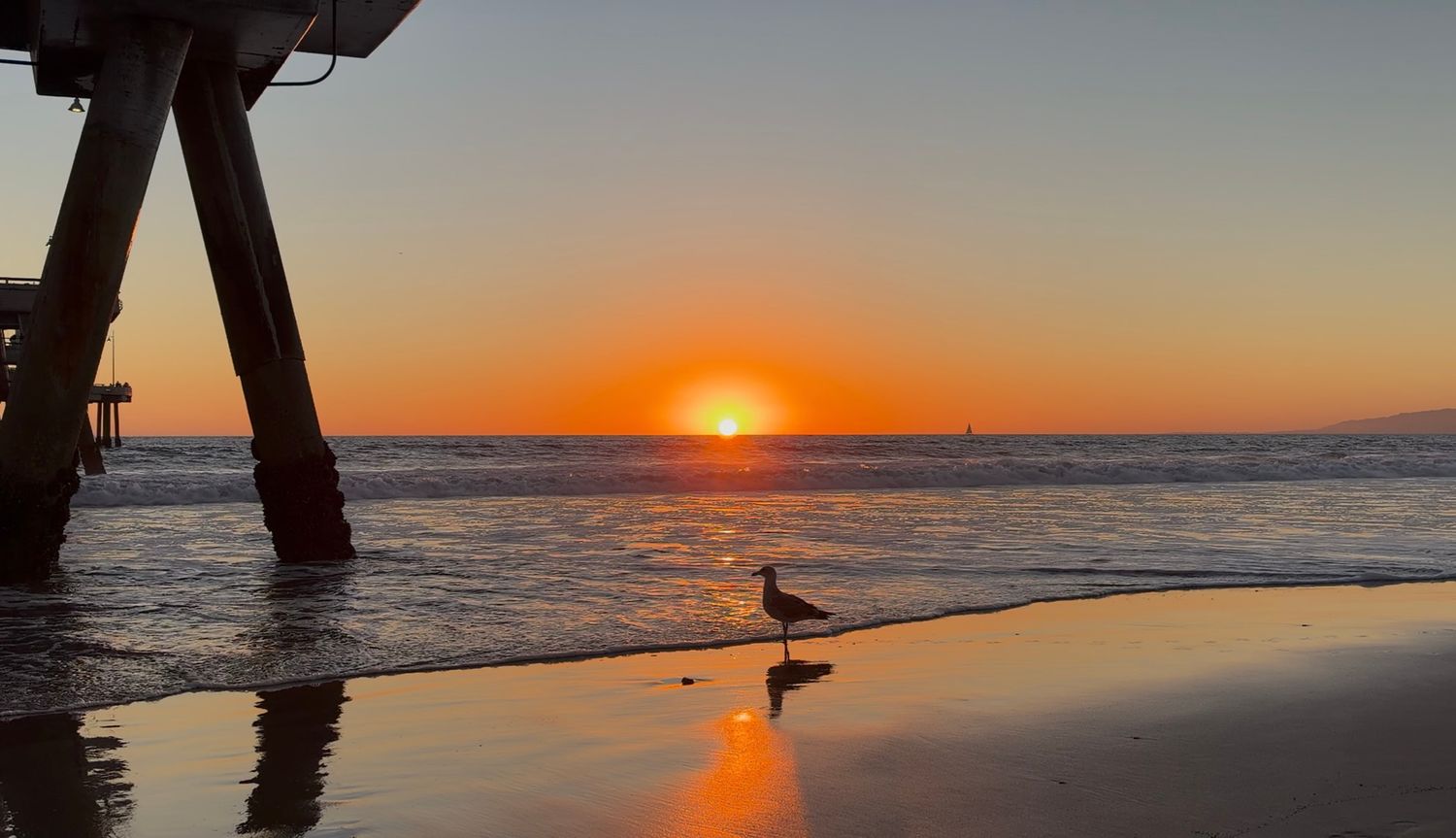 A seagull stands on a wet beach at golden sunset beside a pier silhouette in this stunning coastal scene.