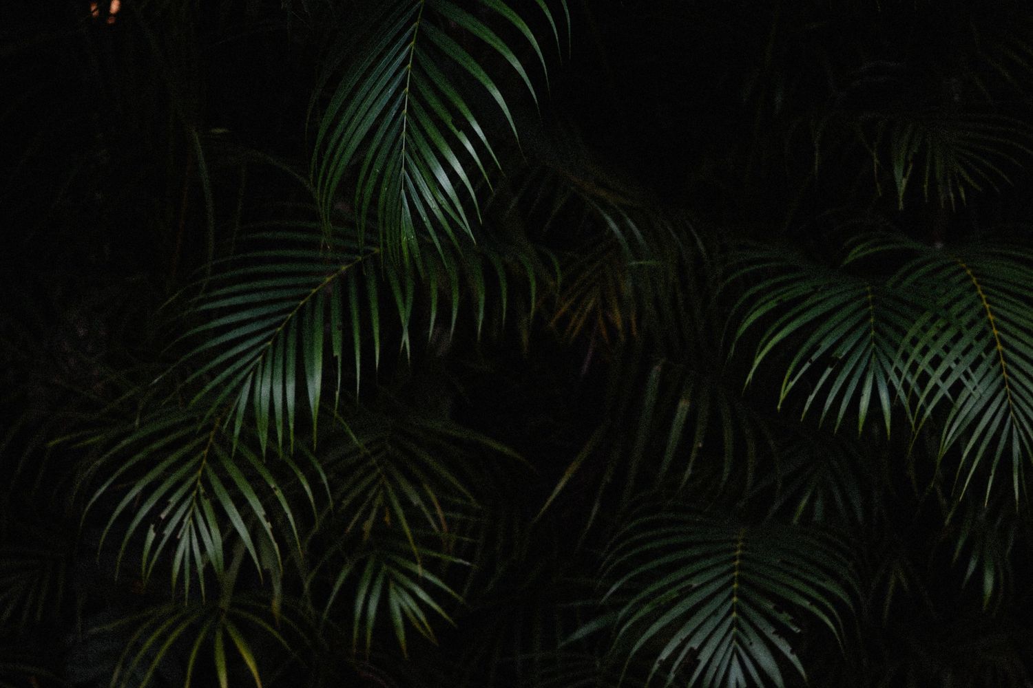 Dark moody photograph of tropical palm fronds against a black background creating dramatic contrast.