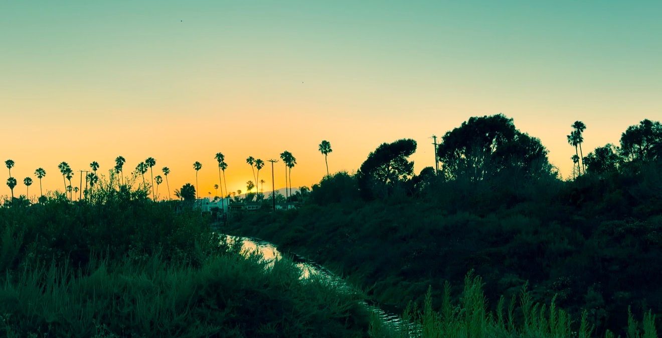 Silhouette of tall palm trees and lush greenery at sunset with a winding stream reflecting golden sky hues.