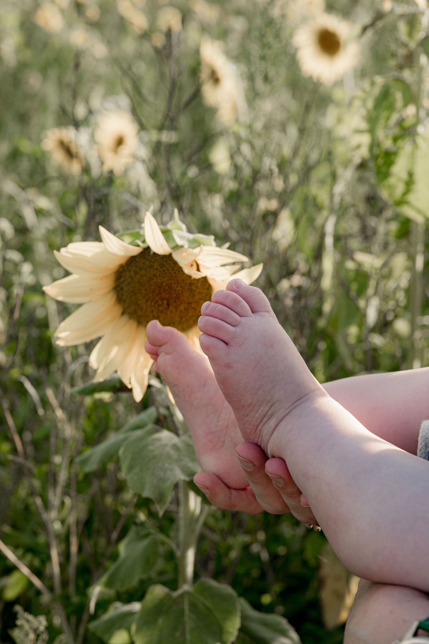 Baby feet held up near a blooming sunflower in a sunny field of sunflowers.