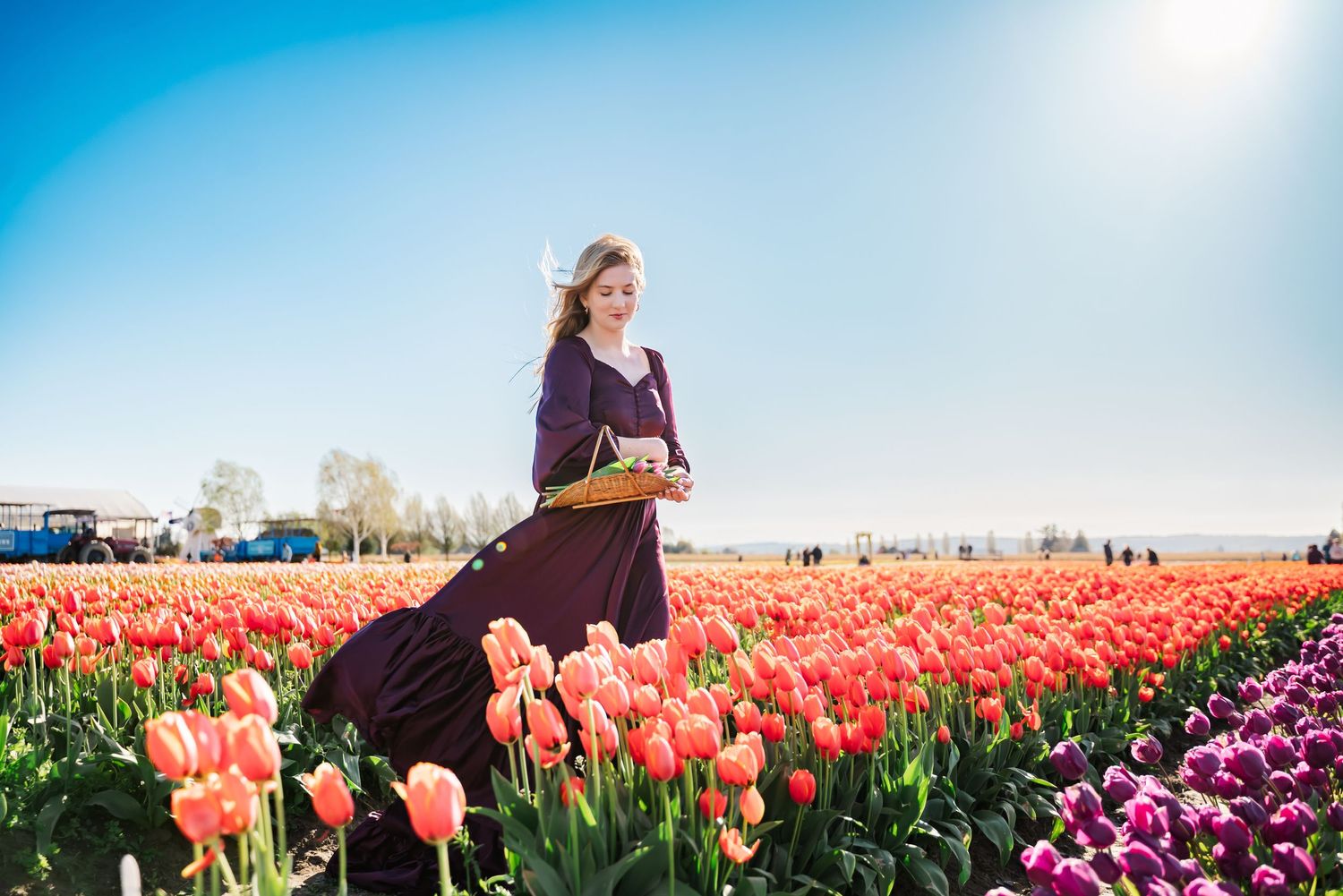 senior girl holds a basket of tulips in the field at Tulip Town on a windy, sunny spring day