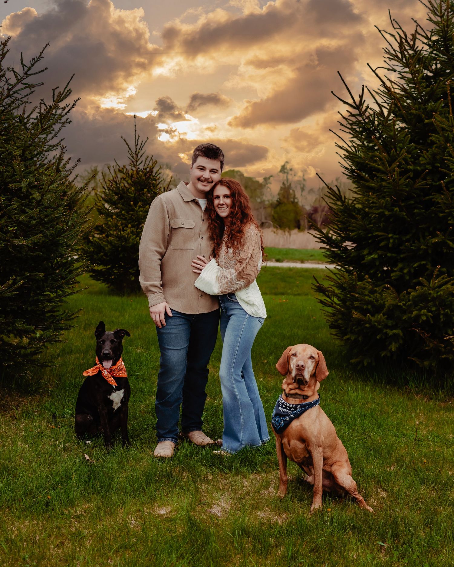 A couple standing between evergreen trees at sunset with their two dogs on a Christmas tree farm.