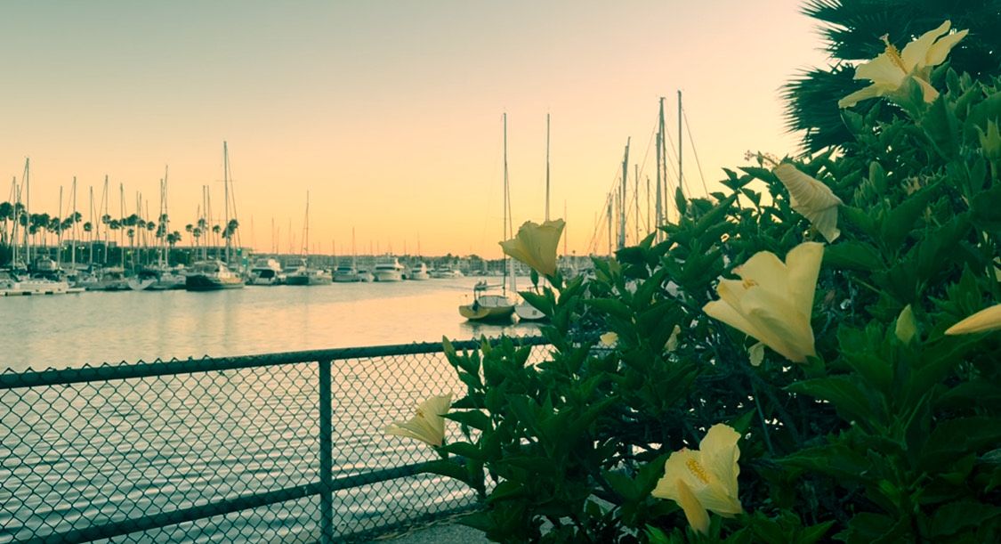 Yellow daffodils bloom along a waterfront path at sunset with boats and docks visible in the background.
