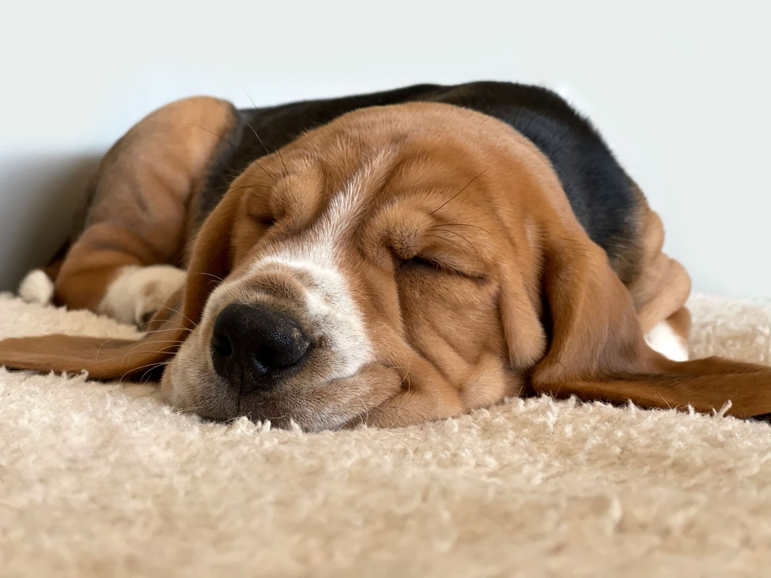 A sleepy beagle hound puppy rests on a beige carpet with its long ears spread out.