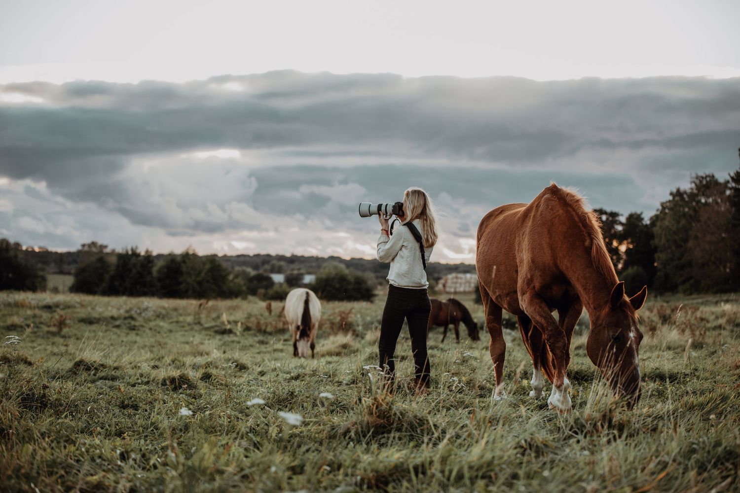 Panoramic view of horses grazing in a lush green meadow under cloudy skies during sunset.