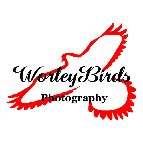 WorleyBirds Photography