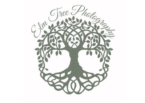 Elm Tree Photography