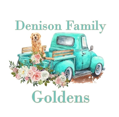Denison Family Goldens
