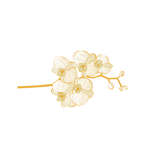 Snook Photo + Co