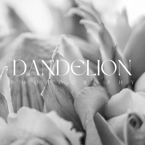 Dandelion Photography