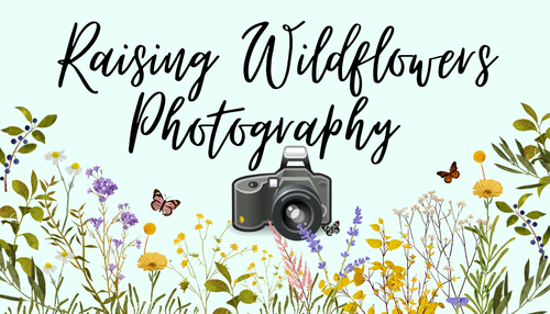 Raising Wildflowers Photogrpahy