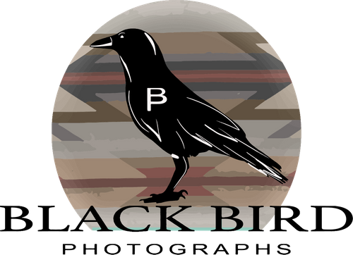Blackbird Photographs