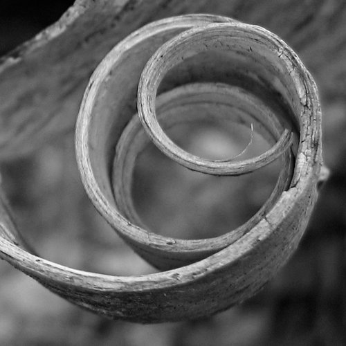 lensview photography