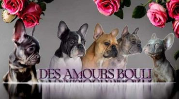 L'élevage des amours Bouli