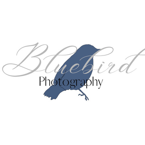 Bluebird Photography