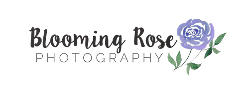 Blooming Rose Photography