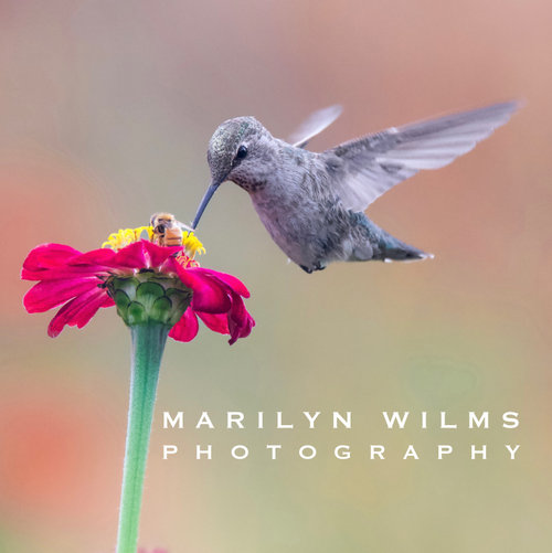 Marilyn Wilms Photography