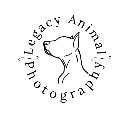 Legacy Animal Photography