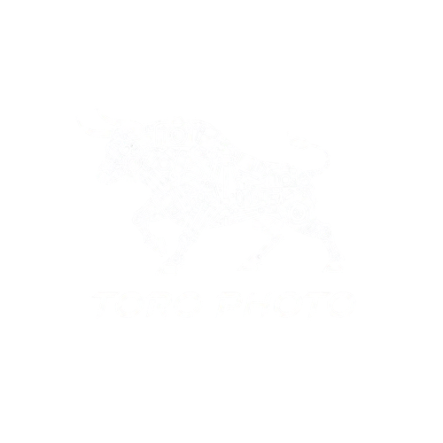 Toro Photo