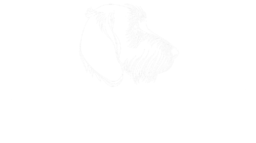 Focus Animal