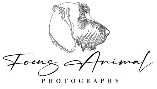 Focus Animal