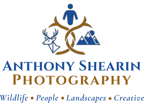 Anthony Shearin Photography