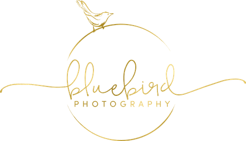 Bluebird Photography