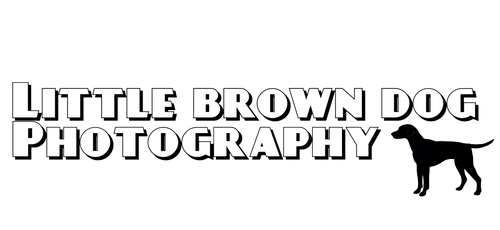 Little Brown Dog Photography