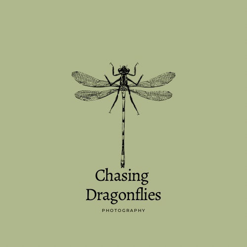 Chasing Dragonflies Photography