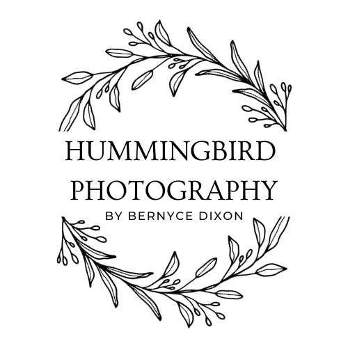 Hummingbird Photography by Bernyce
