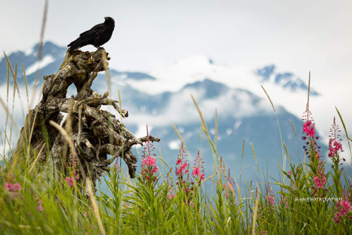 SHUTTER RAVEN PHOTOGRAPHY