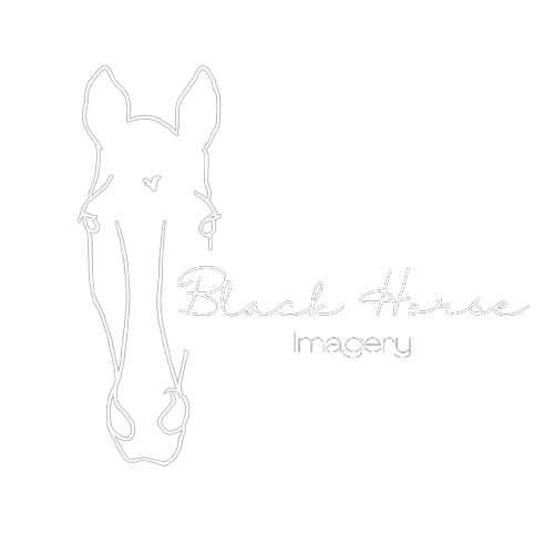 Black Horse Imagery