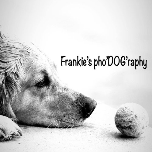 Frankie's phoDOGraphy