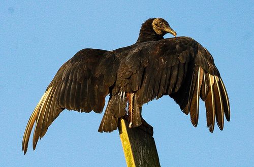 Ugly Bird Photography