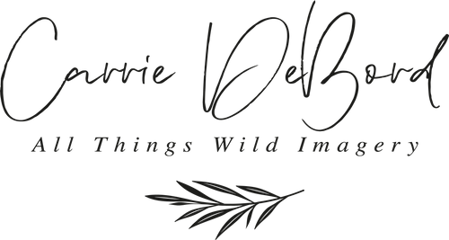 All Things Wild Imagery