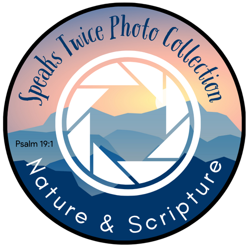 site-logo