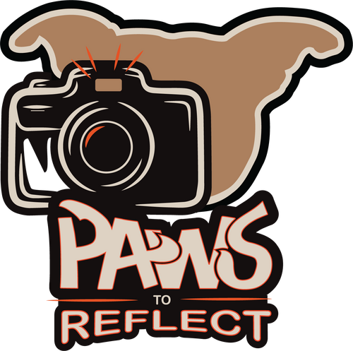 Paws to Reflect Photography
