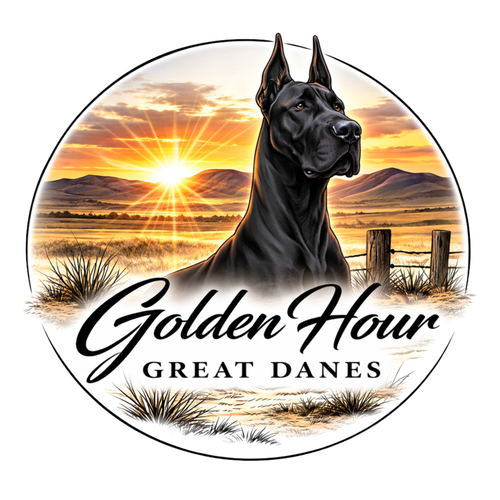 Golden Hour Great Danes