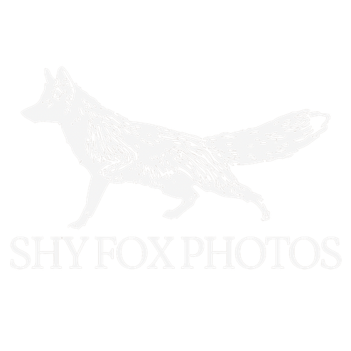 Shy Fox Photos