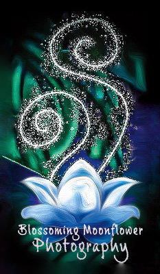 Blossoming Moonflower Photography