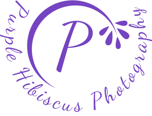 Purple Hibiscus Photography